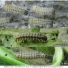 melitaea cinxia larva2 volg2